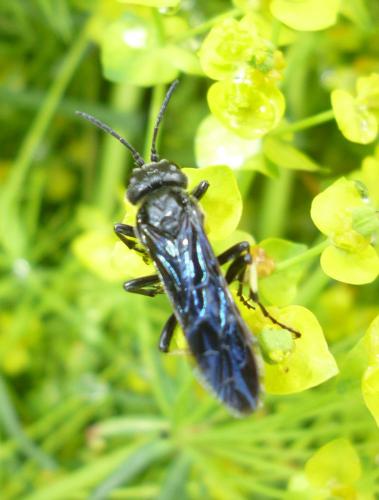 Réf. 196 147 : Cephaledo bifasciata bifasciata